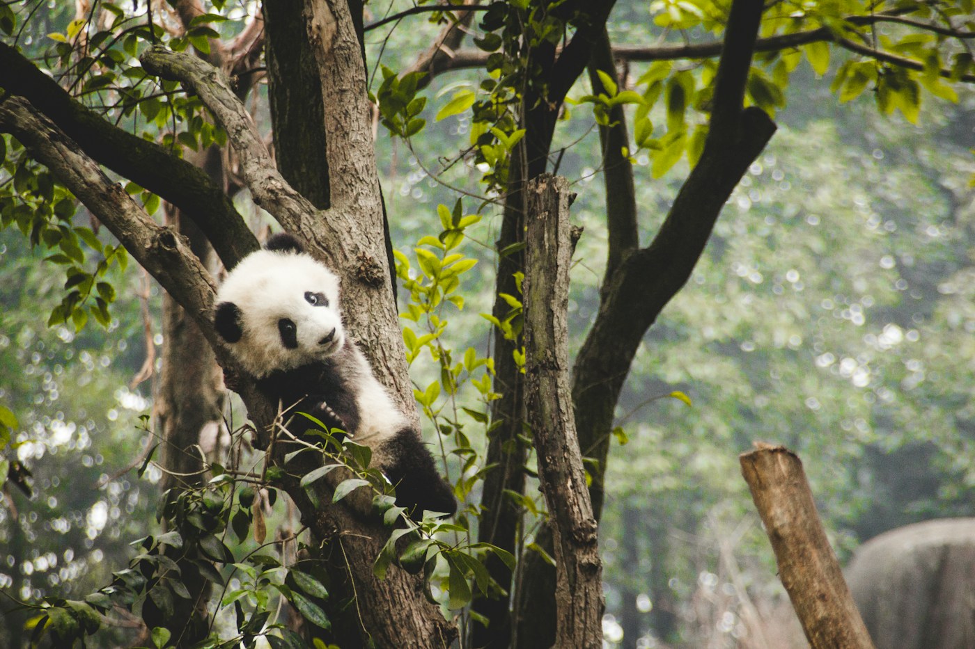 A giant panda resting in a tree in Chengdu
